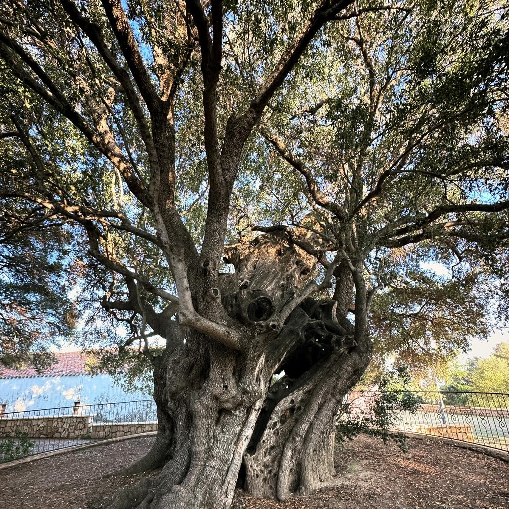 QuaveEthnobot's tweet image. L’ulivastro di Santa Maria Navarrese

This olive tree is estimated to be more than 1000 years old (some say up to 3000 years!)

What a gift to be in the presence of a creature so very special 💚💚💚

#longevity #legacytree #heritagetree #olivetree #sardinia #treehugger #italy