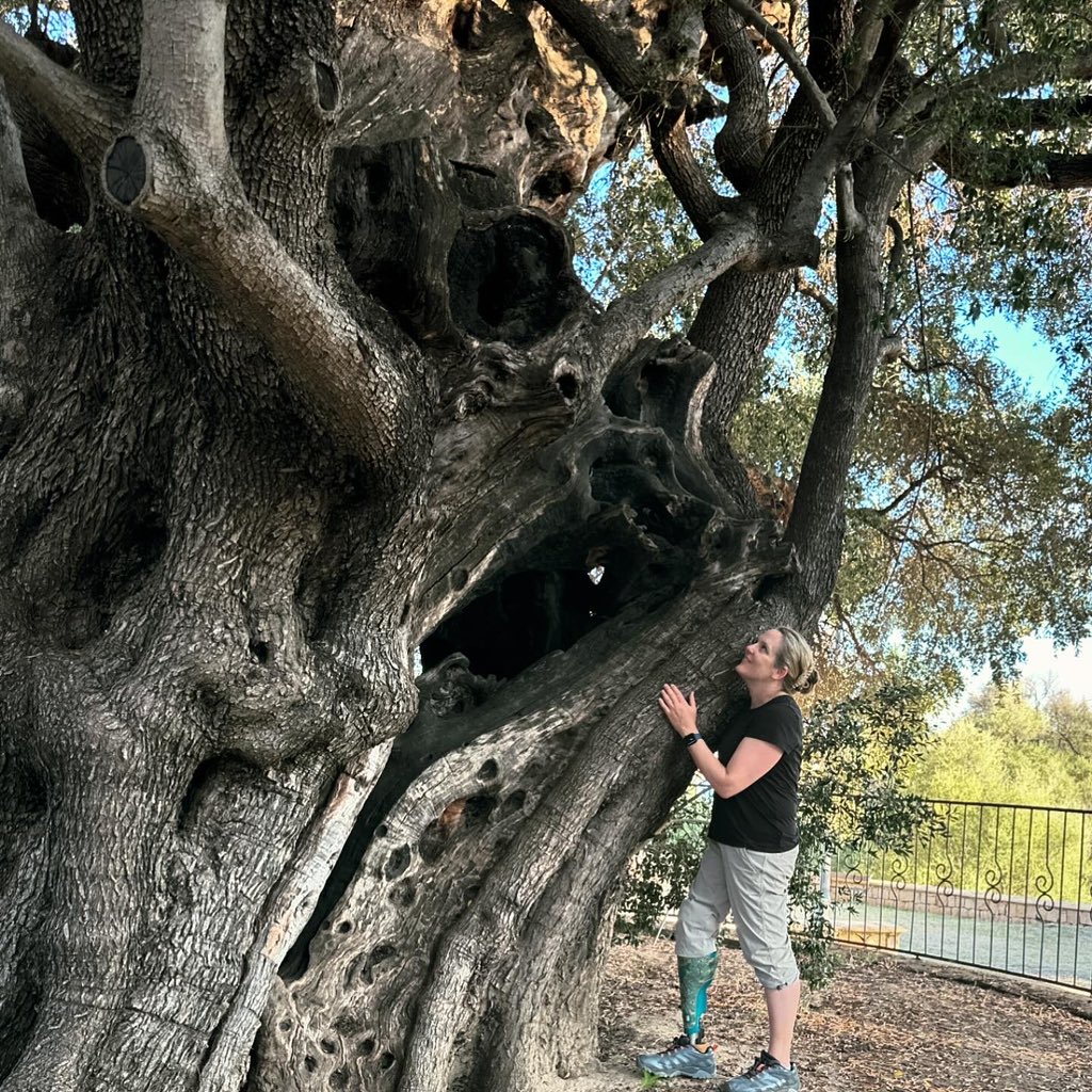 QuaveEthnobot's tweet image. L’ulivastro di Santa Maria Navarrese

This olive tree is estimated to be more than 1000 years old (some say up to 3000 years!)

What a gift to be in the presence of a creature so very special 💚💚💚

#longevity #legacytree #heritagetree #olivetree #sardinia #treehugger #italy