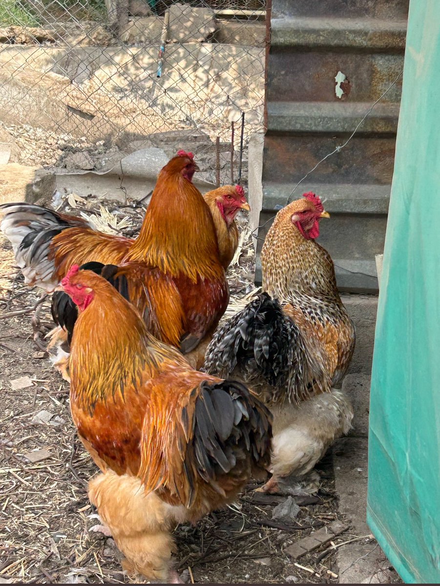 MUZVINAMUSHONGA tweet media