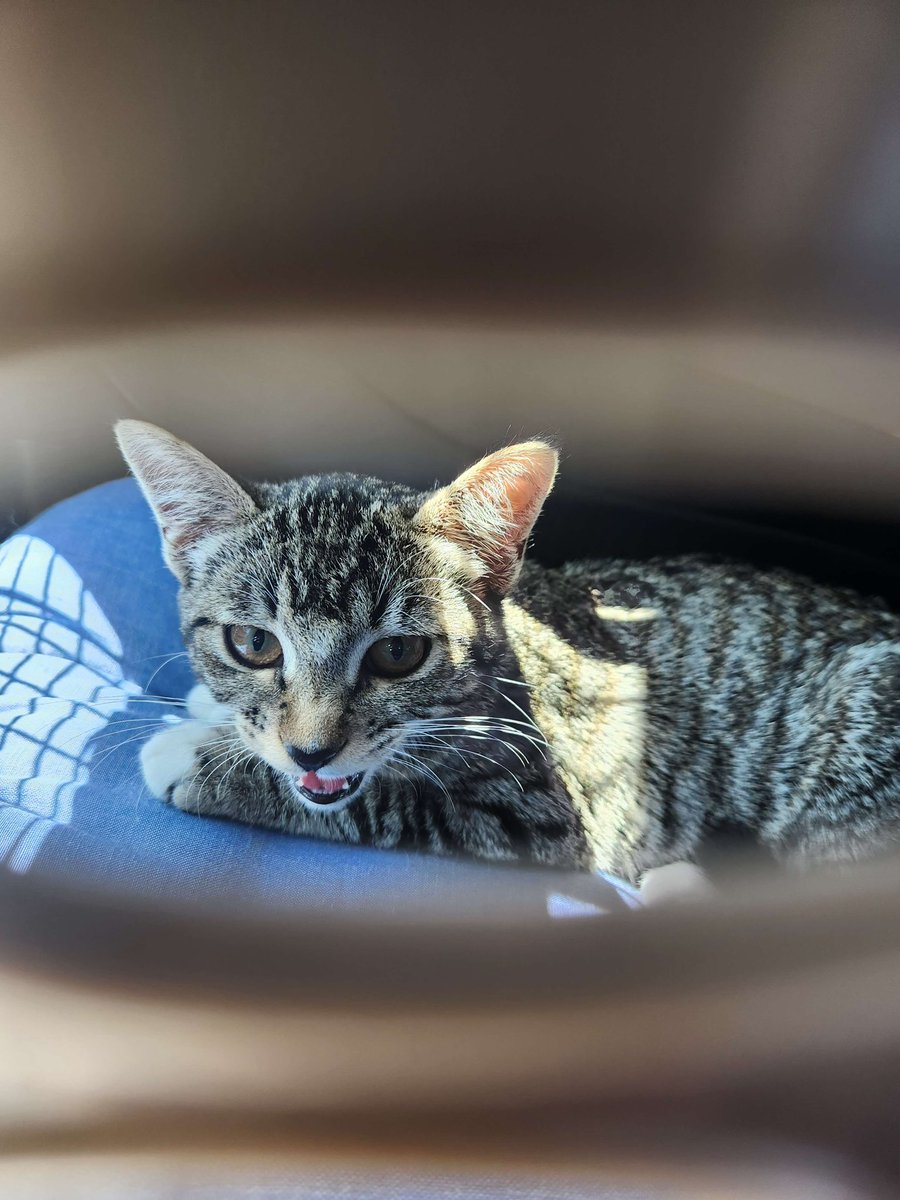 dr_unks's tweet image. it was my birthday, we were drafting #fabtcg, we heard a meow in the distance outside, took a timeout to investigate, it was a kitten about a month old, I named her Skeleta