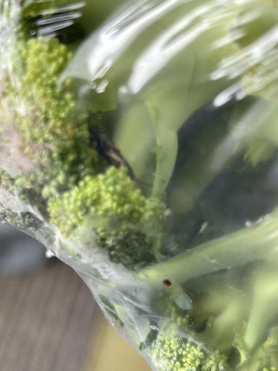 Rustyboy1987's tweet photo. Hey @Tesco didn’t realise your broccoli includes a little bug (which is still alive) inside the packing! 🤮 https://t.co/lzdiOQJA96