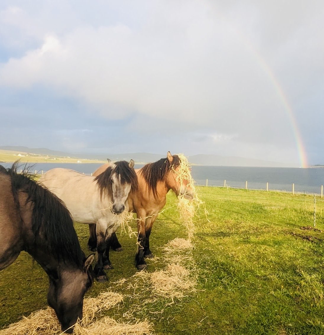 ✨ Donna Hall ✨ tweet media