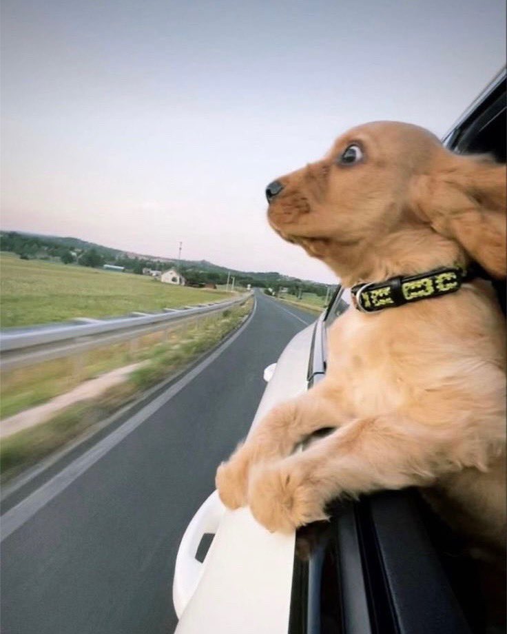 This dog stuck his head out the window because he wanted a breath of fresh air. Then learned to be careful what he wishes for. 12/10