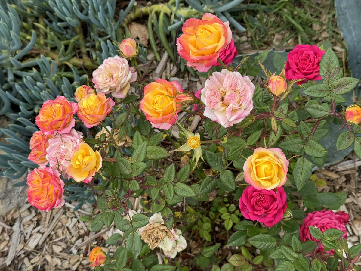 criley_md's tweet photo. Beauty is all around us.
We just need to look. π
Have a wonderful Monday and a wonderful new week. π·
#mondaymotivations @inas_md
#MondayInspiration @DrEricBall @ashabbirmd #Mondaythought
#indeliblemd #crileymd #kindmd #healthmd #gratefulmd2 https://t.co/KCmAMa06oM