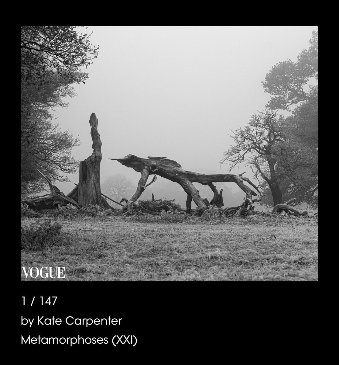Katevcarpenter's tweet photo. New today on my PhotoVogue portfolio, from my ongoing Metamorphoses series.
It’s been hard to make new work with my mother or at her house recently; metaphor is where it’s at for me right now. https://t.co/dYHApKEqla