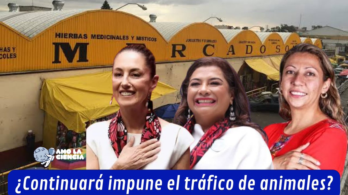 YoAmoaLaCiencia's tweet photo. Se terminó la semana de "reflexión" postelectoral: Nos toca comenzar a exigir.

El Mercado de Sonora es conocido por la venta de animales para sacrificios en rituales además de ser uno de los centros más grandes de tráfico de especies por parte del crimen organizado.

¿Será capaz Sheinbaum de hacer un operativo con la Guardia Nacional o con las Fuerzas Armadas?

Ya no quedan pretextos.

Con la reelección Evelyn Parra en la Alcaldía Venustiano Carranza y el equipazo entre la Jefa de Gobierno electa Clara Brugada y la Presidenta Sheinbaum, solo falta que tomen sus cargos para hacer posible que se detenga el tráfico en este lugar.

Además tienen la mayoría en el Congreso de la CDMX y uno que otro juez que daría la entrada a la Guardia Nacional así como pasó en el Metro.

La continuidad de la venta de animales en el Mercado de Sonora demuestra un pacto con el crimen organizado.

¿Hará algo la Presidenta Sheinbaum o tiene las manos atadas?

¿Y Martí Batres?

Sobra decir que a casi un año de la toma de su cargo ha demostrado solo su incapacidad para gobernar.
