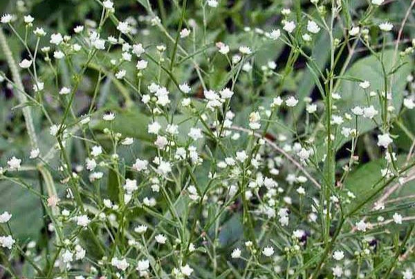 পুঠিয়া উপজেলার তাহেরপুর সরকের দুই পাশে ছরিয়ে পরছে পার্থেনিয়াম নামক বিষাক্ত উদ্ভিদ