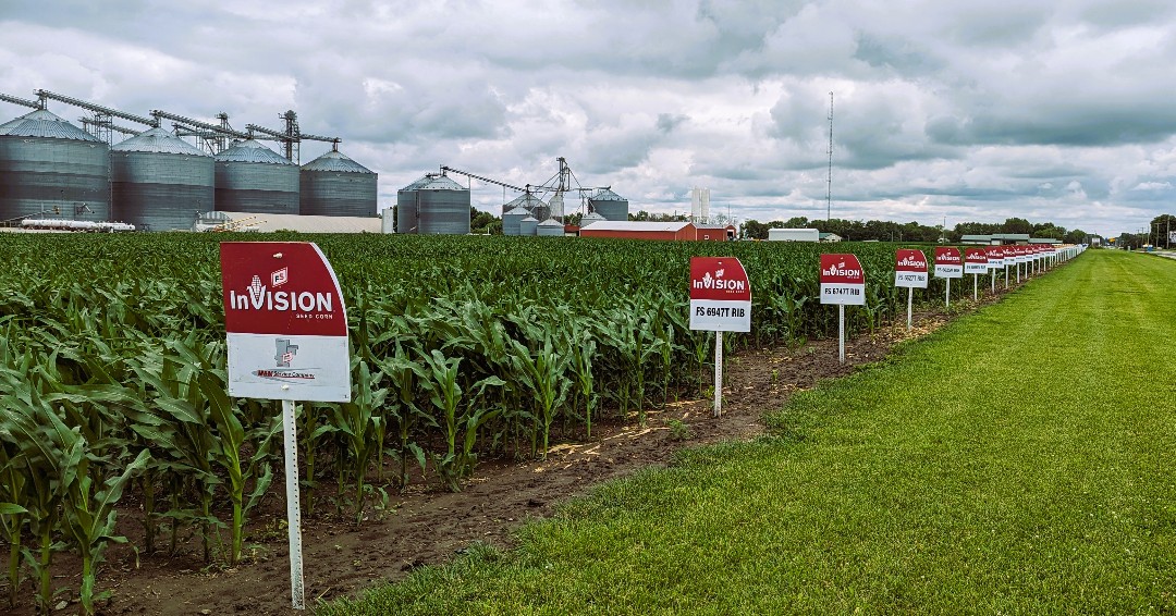 Despite the recent heavy rainfalls, the #FSInVISION corn at the Carlinville plot is looking strong! 💪