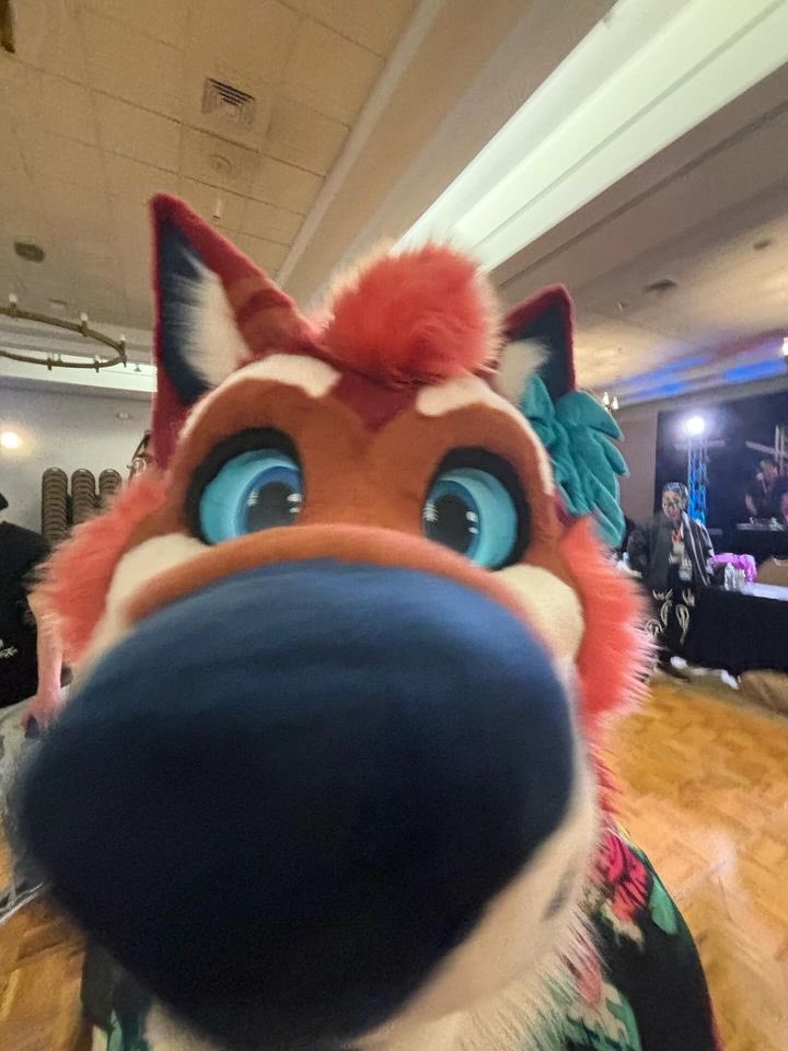 Oregon_Ash's tweet photo. *deepy sniffs you* mmm snack time🍽️
-
📸: @CopperHusk 
-
#furlandia #furlandia2024 https://t.co/GqxfrfM5QG