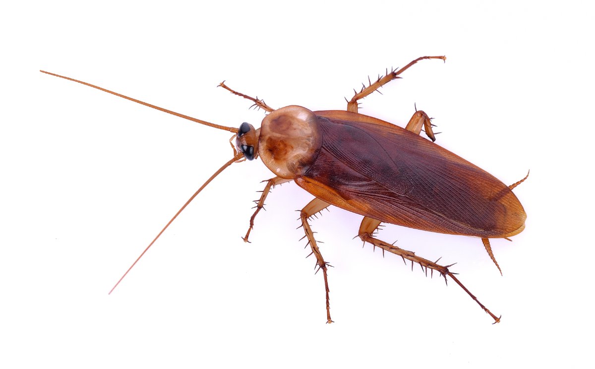 🪳 🏠 Cockroaches are social insects, living in communities and communicating through gut bacteria. Don't let them turn your space into their community hub!

Read how Maxforce Platin's active ingredient Clothianidin is revolutionising cockroach control! ➡️ i.mtr.cool/tdxepmdejb