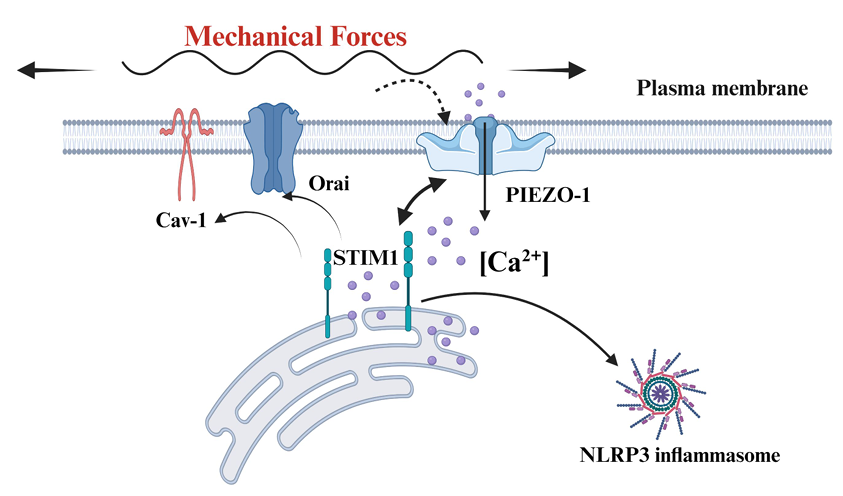 A talented group from the <a href="/MayoClinic/">Mayo Clinic</a> begin this week with an #ArticleinPress! Role of STIM1 in Stretch-induced Signaling in Human Airway Smooth Muscle (Yang Yao et al.):

ow.ly/zzwk50SevPJ