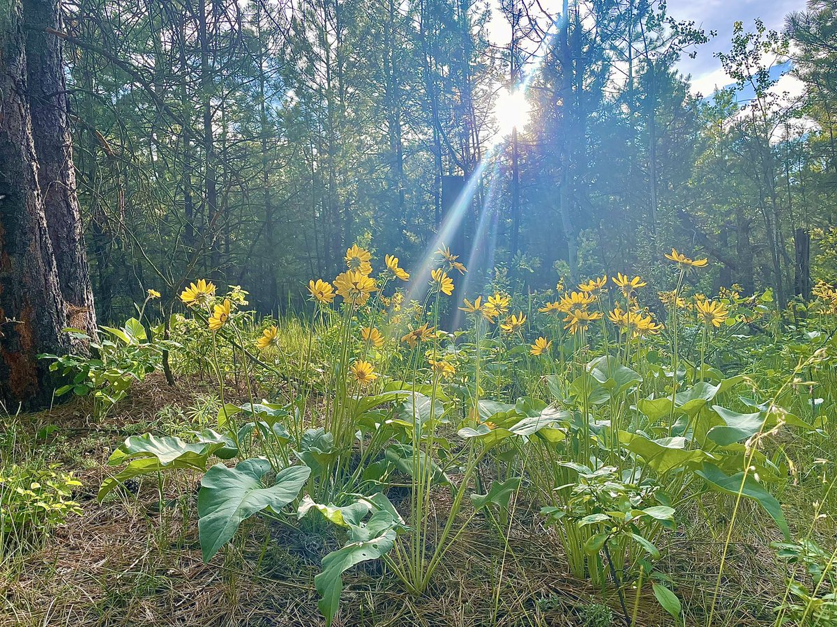 ravendollflower's tweet photo. Look at all the wildflowers!!  How blessed am I to get to see things like this?! #flower #flowers #yellowflower wildflower #daisy #wilddaisy #forrest #nature #woods #foilage #explore #backcountry #adventure #discover #Canada #discoverbc #trees #sunshine #sunnyday #outdoors #wild https://t.co/5xTTSwFjZl