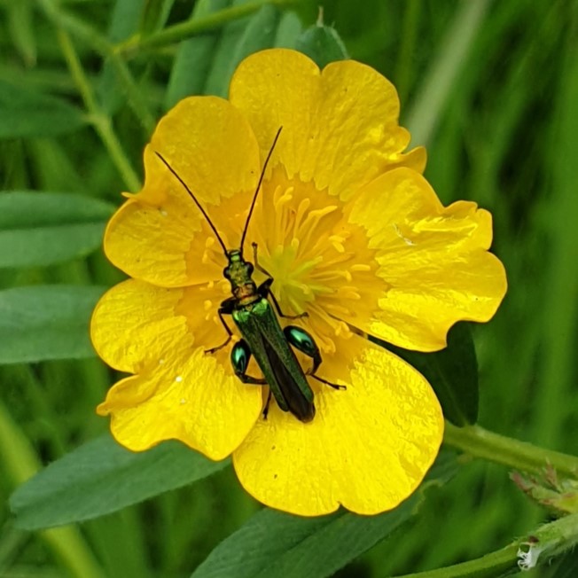 Spotted this wee fella on our Harvest Hill/Ride verge yesterday. A thick-legged flower beetle, also known as the swollen-thighed beetle 😁 Who knew? Always good to see something new 🪳💚