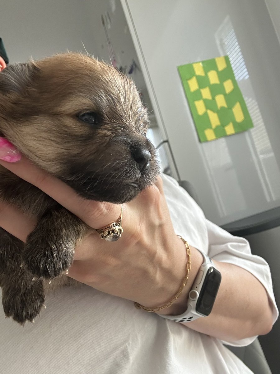 primaryteachew's tweet image. My Monday was a bit meh…until I met these gorgeous pups 😍😍😍😍 and look at their proud mum 🥰

If anyone near Wiltshire (or who is willing to drive a bit further!) is looking for a Pomeranian pup then give me a shout and I can put you in touch - these are gorgeous 🖤