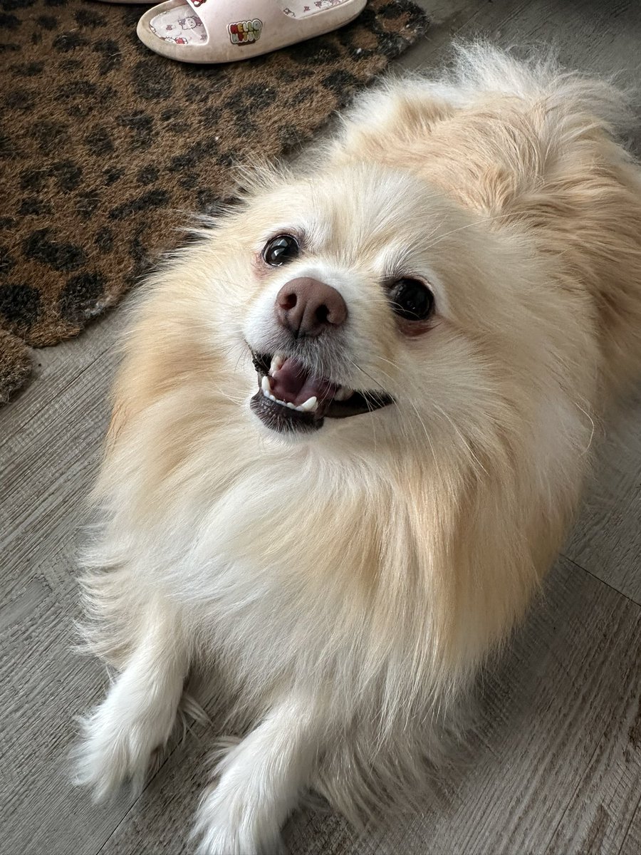 primaryteachew's tweet image. My Monday was a bit meh…until I met these gorgeous pups 😍😍😍😍 and look at their proud mum 🥰

If anyone near Wiltshire (or who is willing to drive a bit further!) is looking for a Pomeranian pup then give me a shout and I can put you in touch - these are gorgeous 🖤