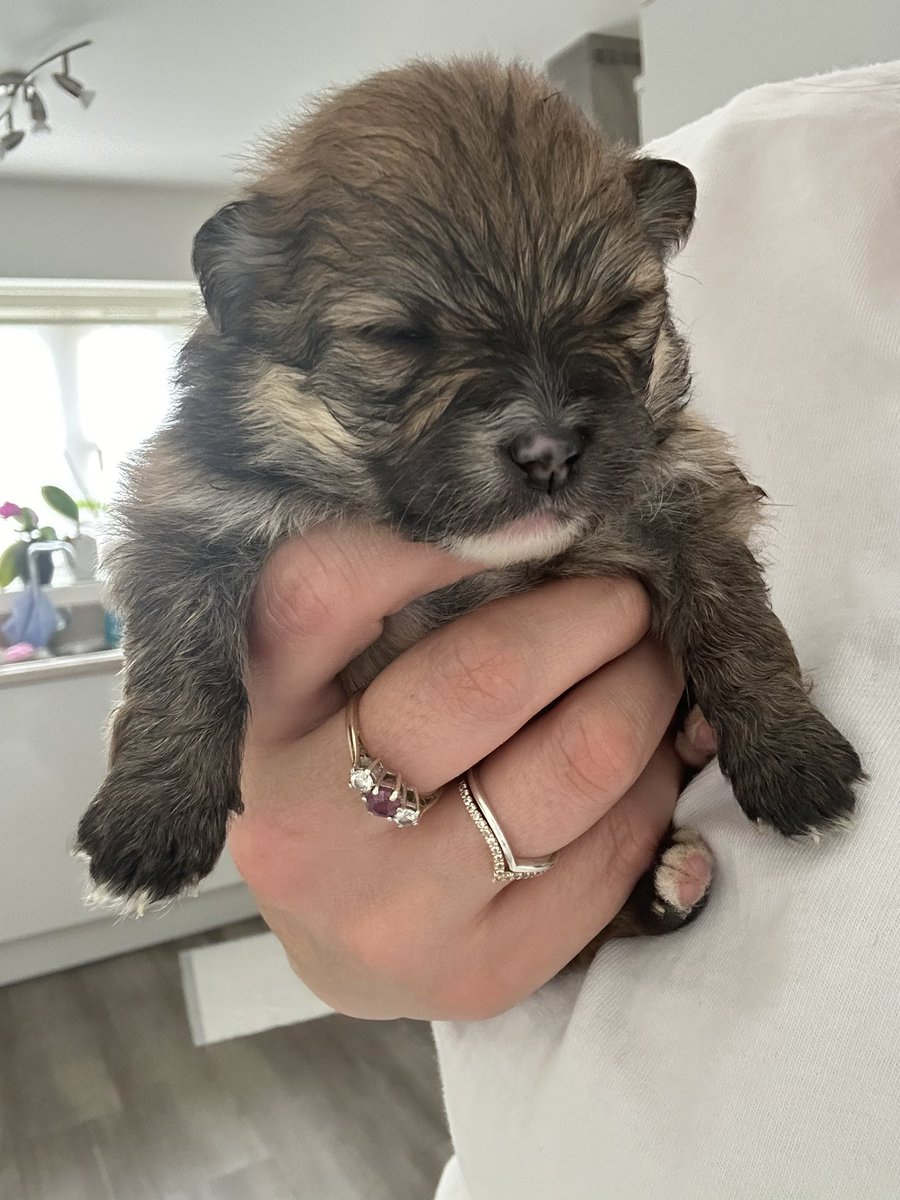 primaryteachew's tweet image. My Monday was a bit meh…until I met these gorgeous pups 😍😍😍😍 and look at their proud mum 🥰

If anyone near Wiltshire (or who is willing to drive a bit further!) is looking for a Pomeranian pup then give me a shout and I can put you in touch - these are gorgeous 🖤