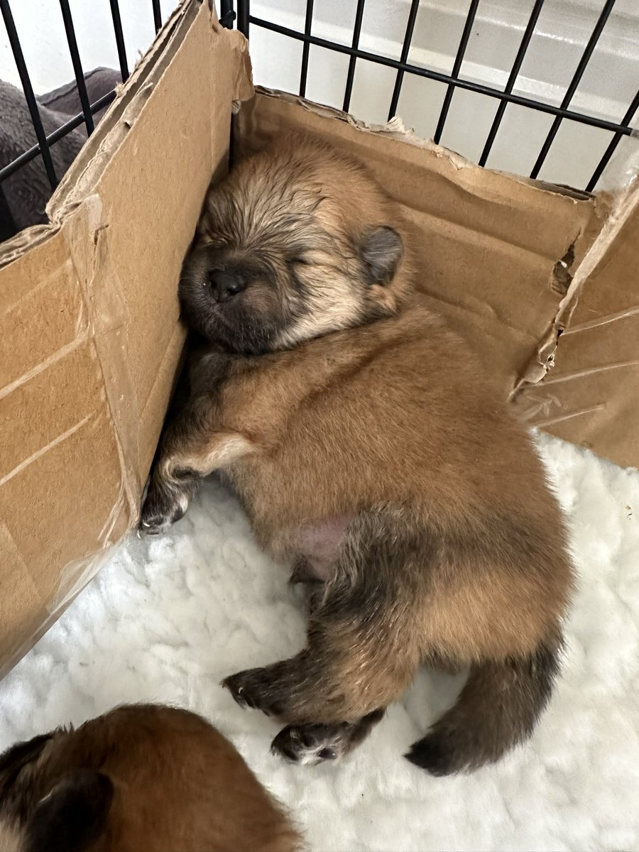 primaryteachew's tweet image. My Monday was a bit meh…until I met these gorgeous pups 😍😍😍😍 and look at their proud mum 🥰

If anyone near Wiltshire (or who is willing to drive a bit further!) is looking for a Pomeranian pup then give me a shout and I can put you in touch - these are gorgeous 🖤