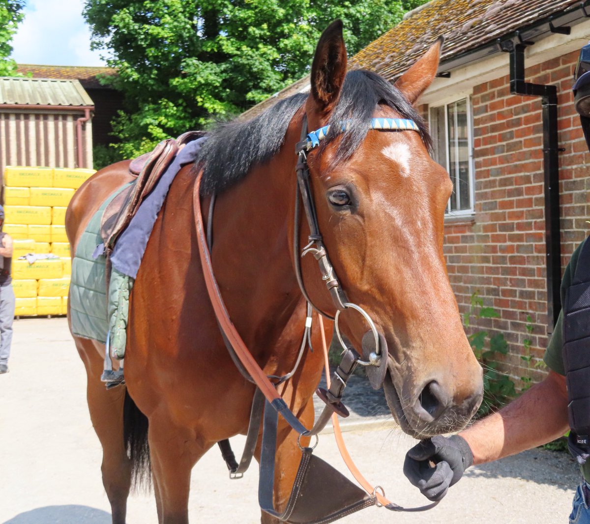Summerdown1997's tweet photo. DROUTHY NEEBOR (Stimulation x Supatov) is set to make his debut in the 6.40 from @WindsorRaces this evening!

Let’s hope he enjoys his first big day out!

Best of luck to connections! 🔵⚪️

@georgebass53 is in the stirrups! 💪🏼

#SummerdownStables
#DrouthyNeebor https://t.co/3ZSwdqIcPb