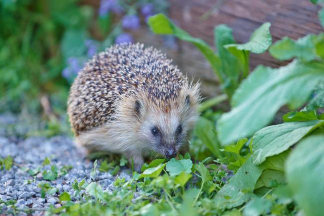 Its so lovely to see 5 Hedgehogs going into the park each night.