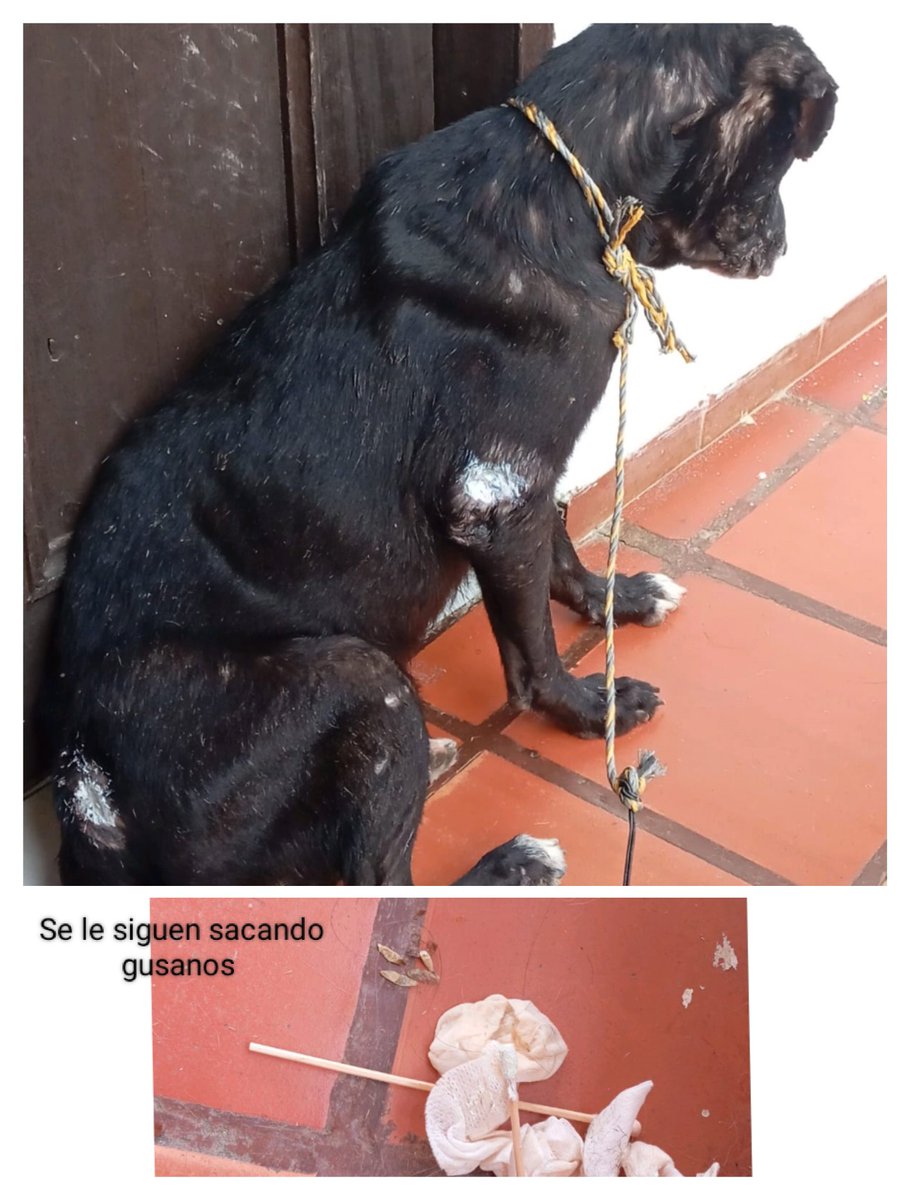 Claudethtp's tweet photo. Scooby fue maltratado y abandonado, todo por un pedazo de carne, ha sufrido en la calle y tenía heridas llenas de gusano, ya fue atendido y está en hogar de paso, necesitamos transportarlo a Monteria. Nos ayudas? @andreanimalidad @MONYRODRIGUEZOF @AlejandraNavasH @YMFajardo1106 https://t.co/0L8c89O4JY