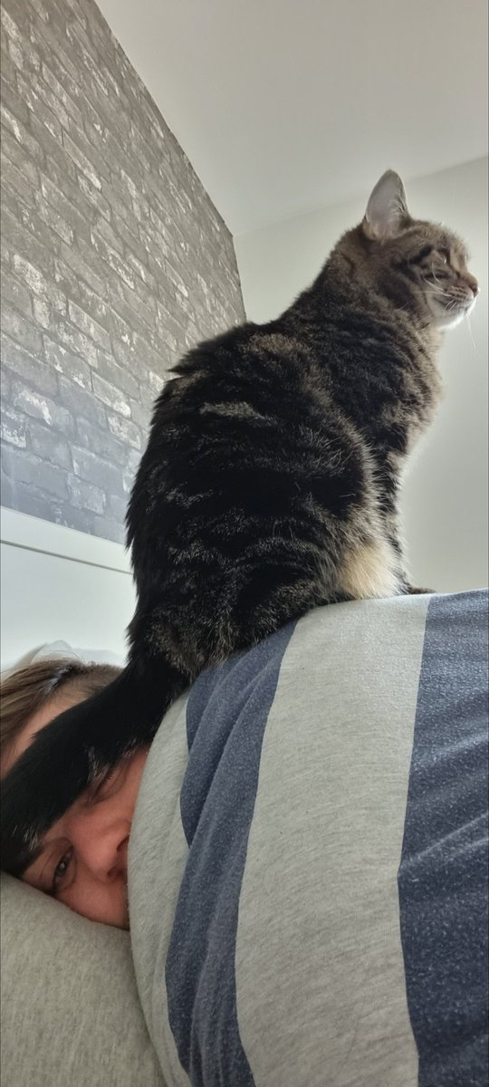 AlexInTheHyphen's tweet photo. @Catshealdeprsn Found in a barn, and decided early on my neck was the comfiest place to sit https://t.co/aoZ3wQuTeb