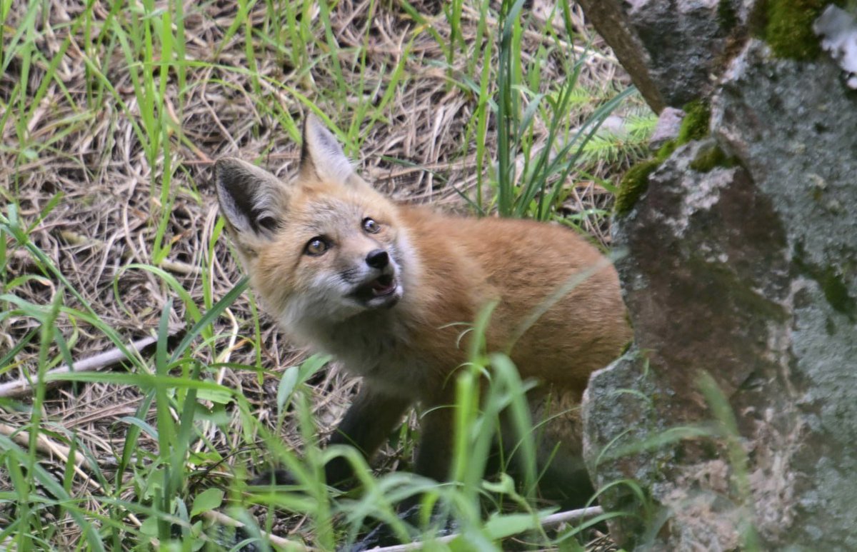 Mootsfox's tweet photo. Fops https://t.co/51cXLKoqia