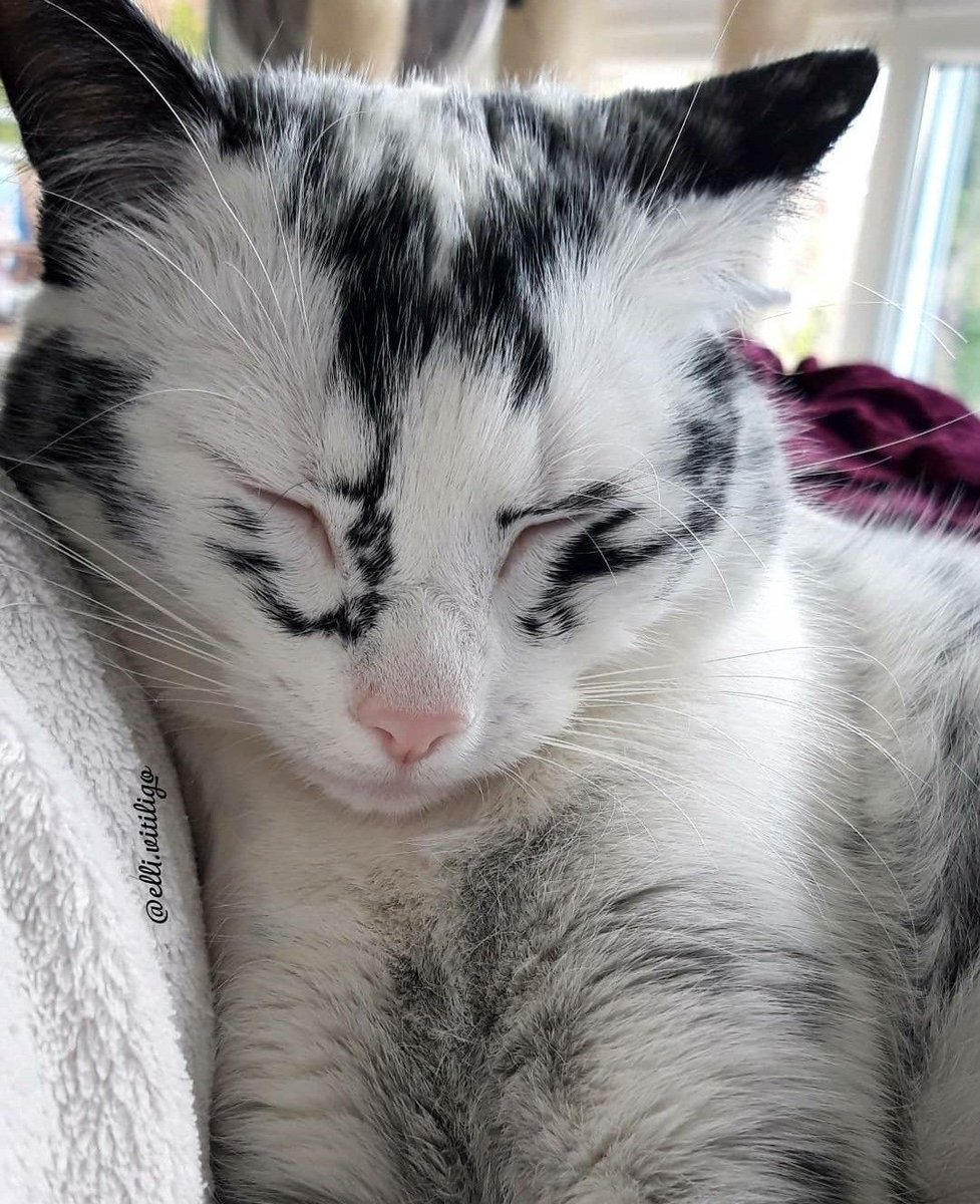 PostsOfCats's tweet photo. this cat with vitíligo 🥺 https://t.co/zBAd7xJbVJ