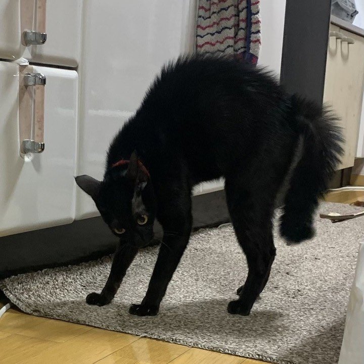 cuckcat's tweet image. can i come over and do this