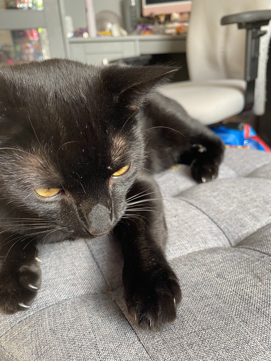 aster😋 tweet media