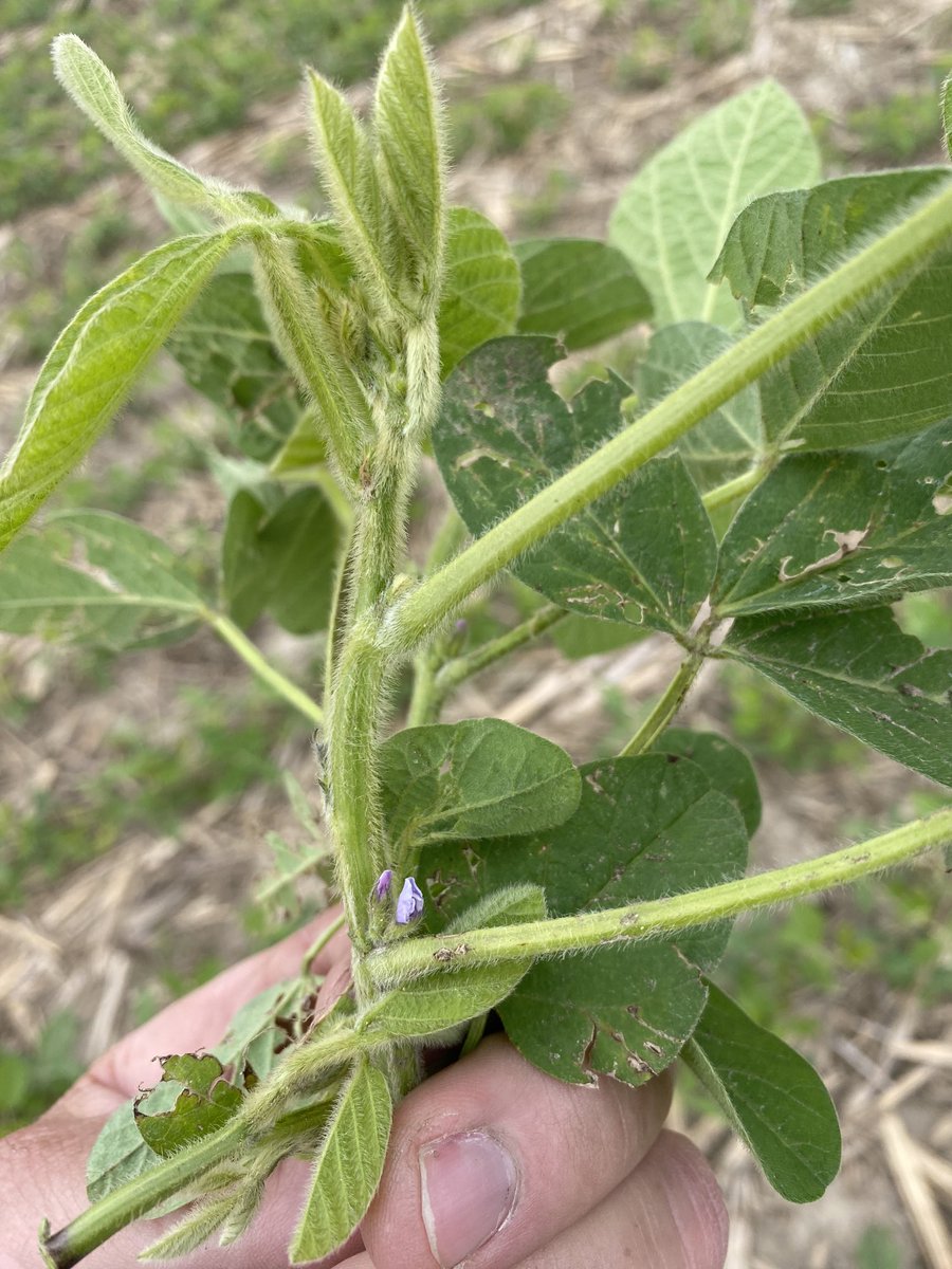 Beat the equinox.  Don’t mind the hail damage 🫣