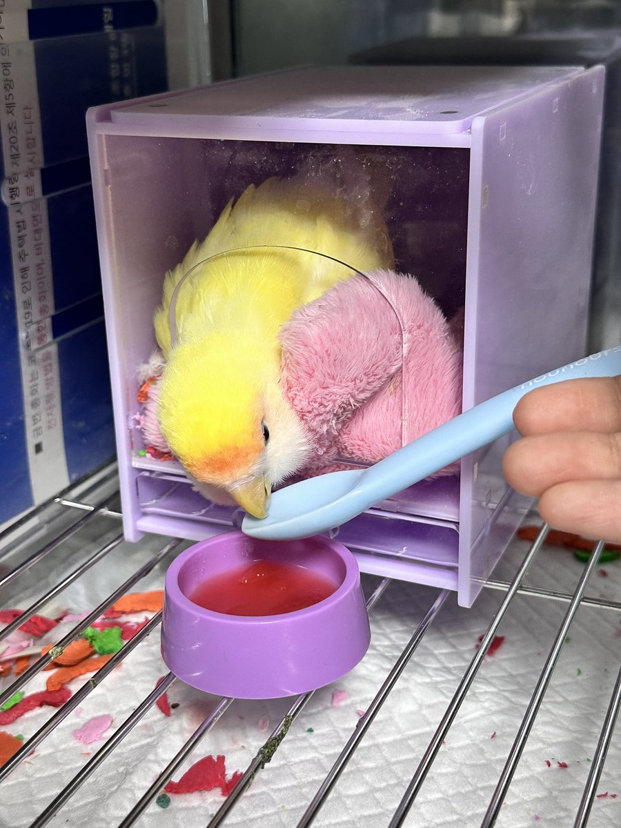 공주는 절대 혼자 음식을 먹지않아!!

로즈 공주는 오늘도 떠먹여줘야 받아먹습니다...