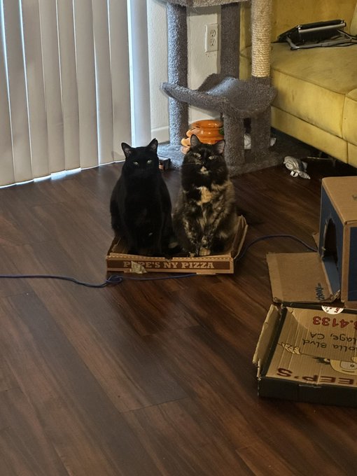 Just a crazy cat dad. https://t.co/HIkFJ0lVnt