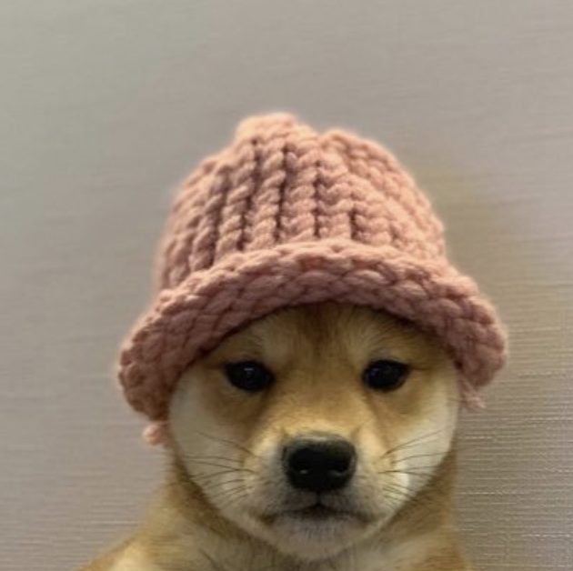 dogwiflcoin's tweet photo. @dogwifcoin @elonmusk 2/ Don't forget to claim your slice of the $WIF distribution!

Only 12 hours left to claim! ⏰

To register your wallets visit our website:
👉 https://t.co/dURNfTKXXy

All holders &amp; traders are eligible to claim! https://t.co/vvt55pPqf0