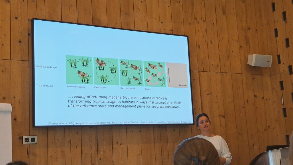 NachomanVillar's tweet photo. 🤩Very nice presentation today @niooknaw by @Penyuku on the effects of Tropical #seascape of fear effects on #trophiccascades & patch size, resilience, #stablestates & #ecosystemfunction involving #seaturtles #sharks & #seagrasses 🐢🦈🌱Looking forward to learn more about it 🤩 https://t.co/KcJYlNy6jJ