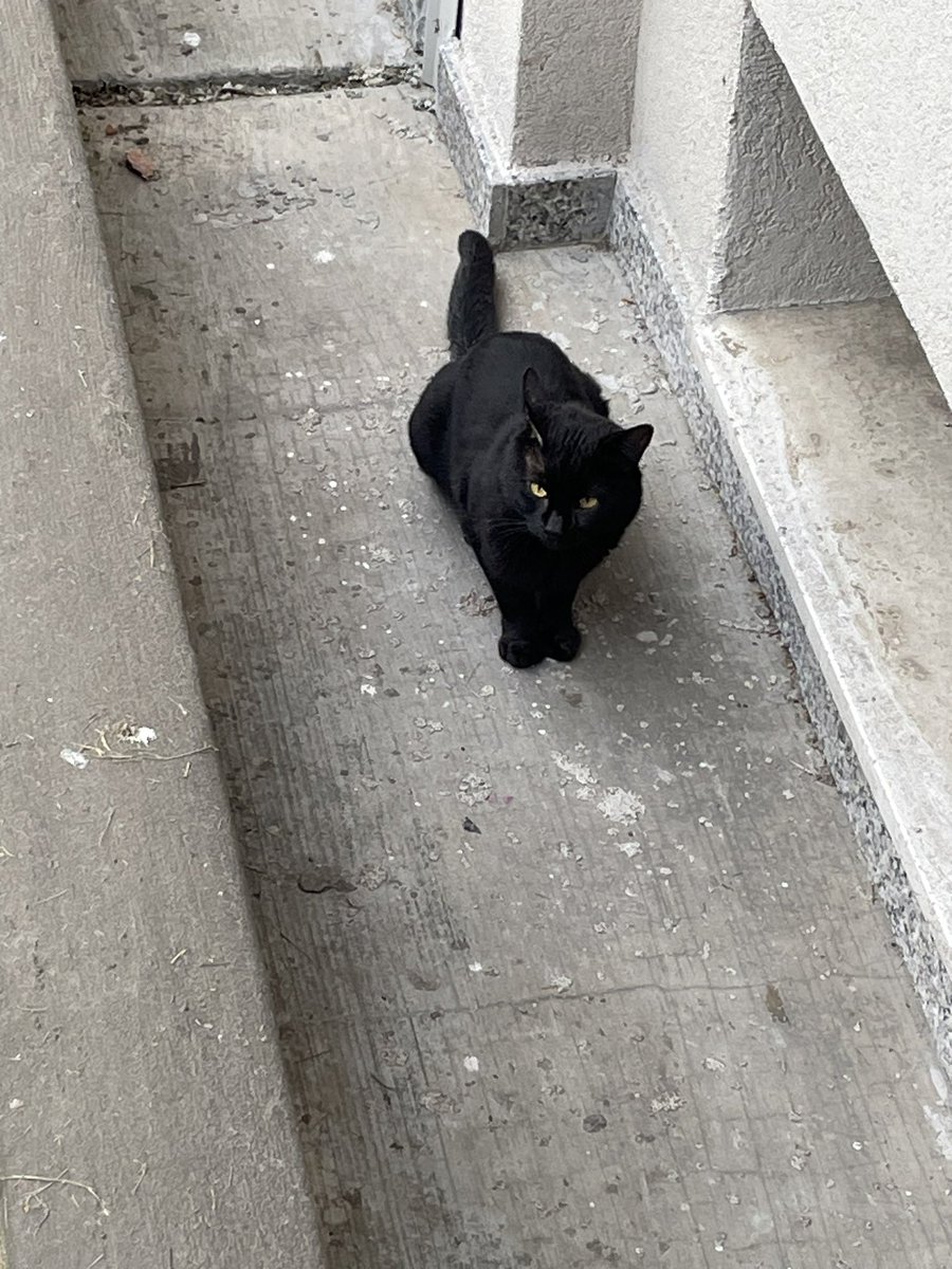 DAXdB's tweet image. Ormai la Tricky ha preso possesso del territorio!🐈
Il Black arriva all’imbrunire 🐈‍⬛
#Randagi #Cats