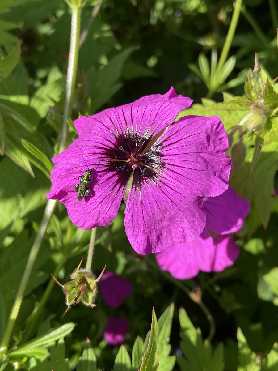 Yanet Sepúlveda (@yanetsepulveda) on Twitter photo First survey day for the <a href="/The_Buzz_Club/">The Buzz Club</a> Bees & Heatwaves project! Plenty of bumblebees and honey bees around, but also several thick-legged flower beetles enjoying the sunshine 🌞🪲
Join us from your garden, allotment, balcony, or nearby park! thebuzzclub.uk/bees-heatwaves First survey day for the <a href="/The_Buzz_Club/">The Buzz Club</a> Bees & Heatwaves project! Plenty of bumblebees and honey bees around, but also several thick-legged flower beetles enjoying the sunshine 🌞🪲
Join us from your garden, allotment, balcony, or nearby park! thebuzzclub.uk/bees-heatwaves