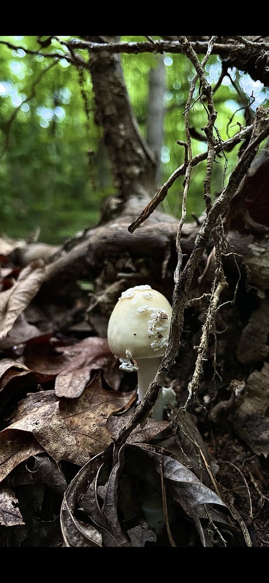 MarsMeta's tweet photo. Sneaky #deathcap #mushroomMonday #fungi #nature always #hiking https://t.co/UlFjDLNnrq