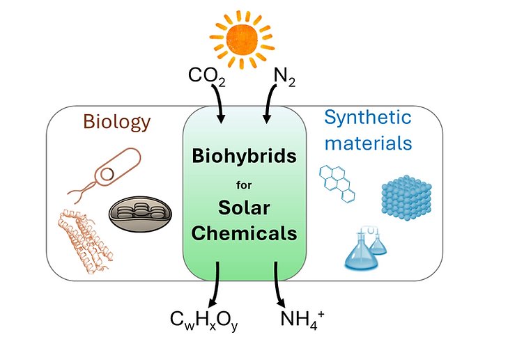 JZhangLab's tweet image. Join us at the Biohybrid Workshop (July 4th, UEA). Fundings available for new collaborations. Keynotes: Peter Adams @AdamsBiophysLab, Ross Anderson, Petra Cameron @pjcgroupbath, Luning Liu @luningliu, Kylie Vincent @vincentgroupox. 
This is a one off!  solarchemicals.co.uk/copy-of-biohyb…