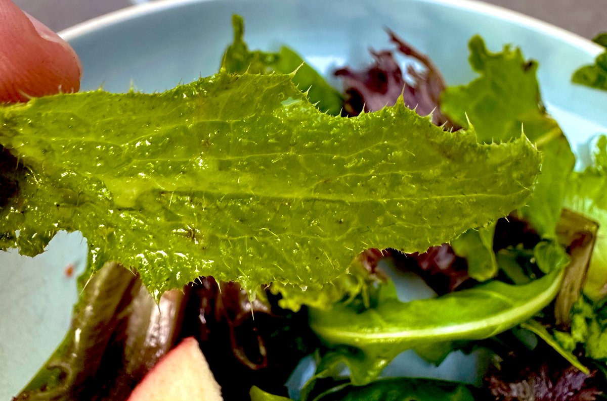colin2030's tweet photo. Mmm! Thank you @sainsburys for adding a special surprise to my salad. A thorny nettle leaf! Left a lovely numb feeling around my lips after I spat it out. Taste the difference… https://t.co/paxla6ADwX