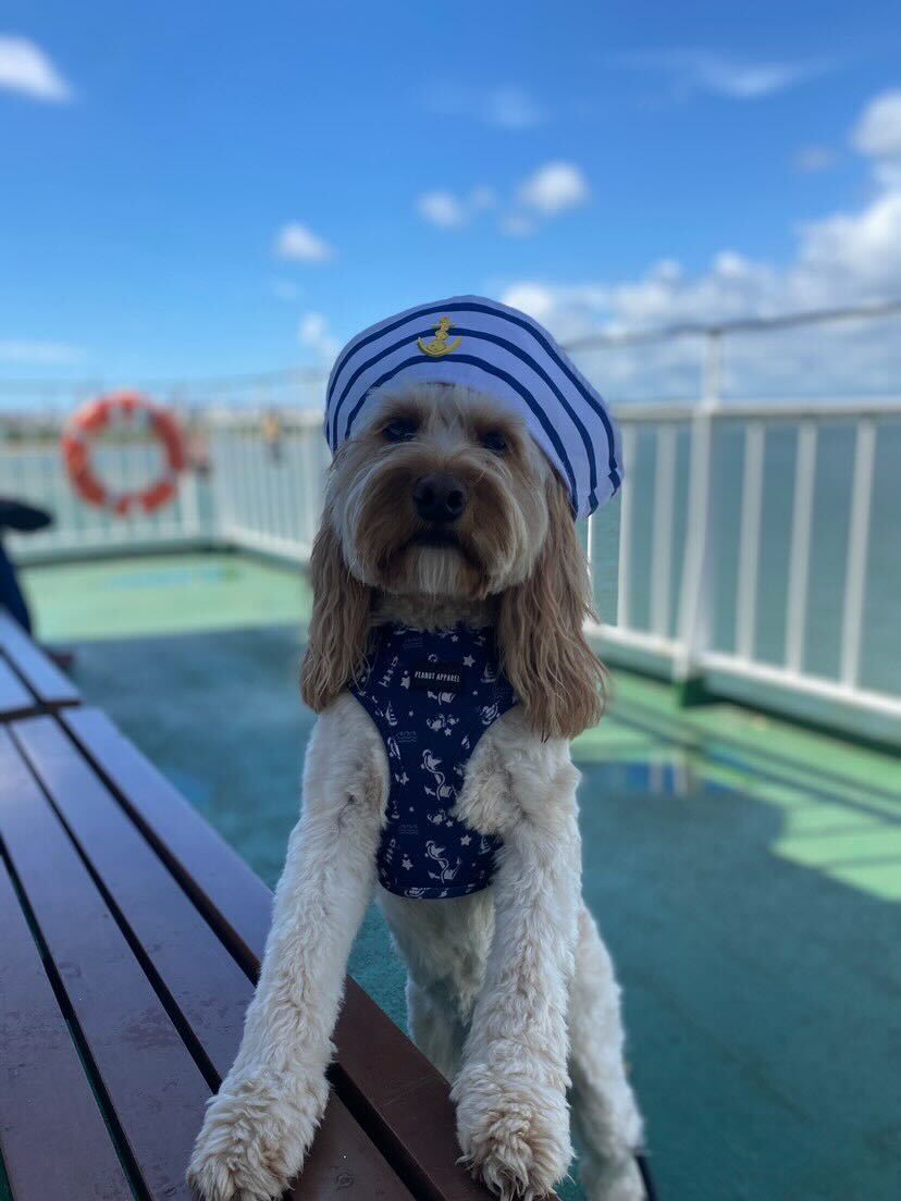 Ahoy, Matey!⚓️

Meet nala_bear24 - the cutest Cavapoo who recently travelled with us aboard our vehicle ferry.🐶

#DYK we're very dog-friendly on our ferries? Find out more, here 👉 bit.ly/48Okra2

#IsleofWight #IOW #IsleofWoof #RedFunnel #Southampton #RedFunnelCam