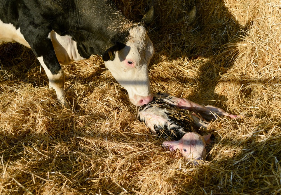 Do your dry cows struggle with thermal stress in the summer☀? Stress no further, our new CoolCalver™ is designed to mitigate the impact of thermal stress🌡on both cow and her unborn calf,🐄 #CoolCalver Click the link to learn more: provimi.eu/uk-coolcalver