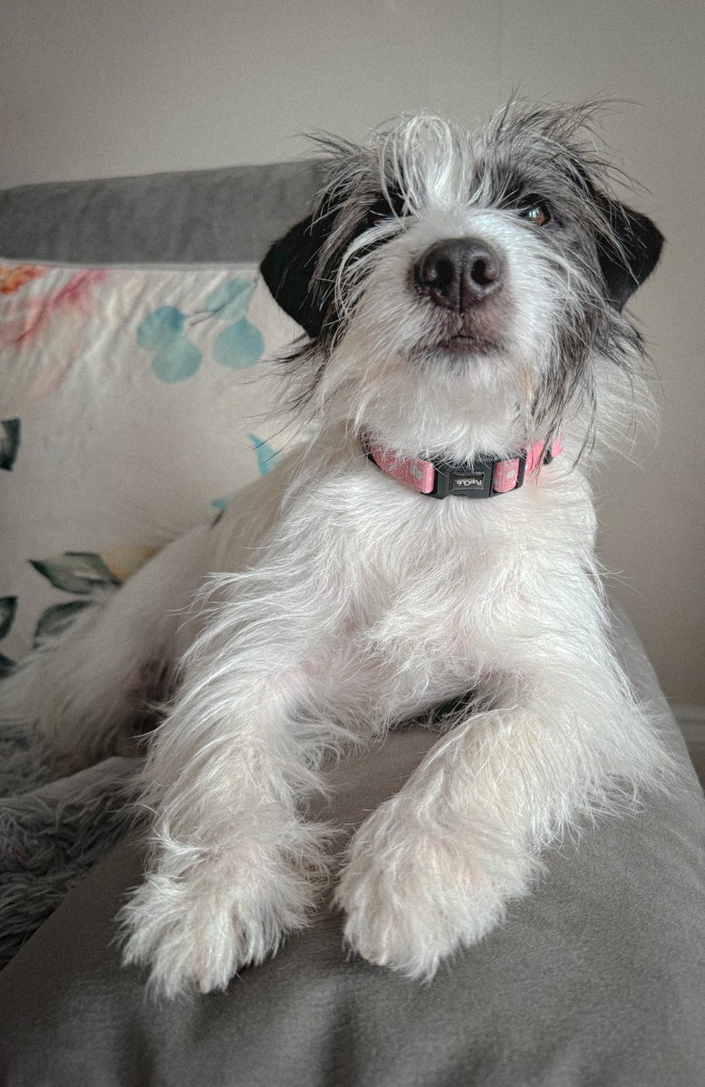 The floof returns! 🥰 We have the pleasure of Miss Zoe’s company this week &amp; she’s made herself at home already 😂🥰❤️