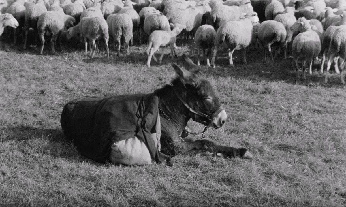 DepressedBergman tweet media