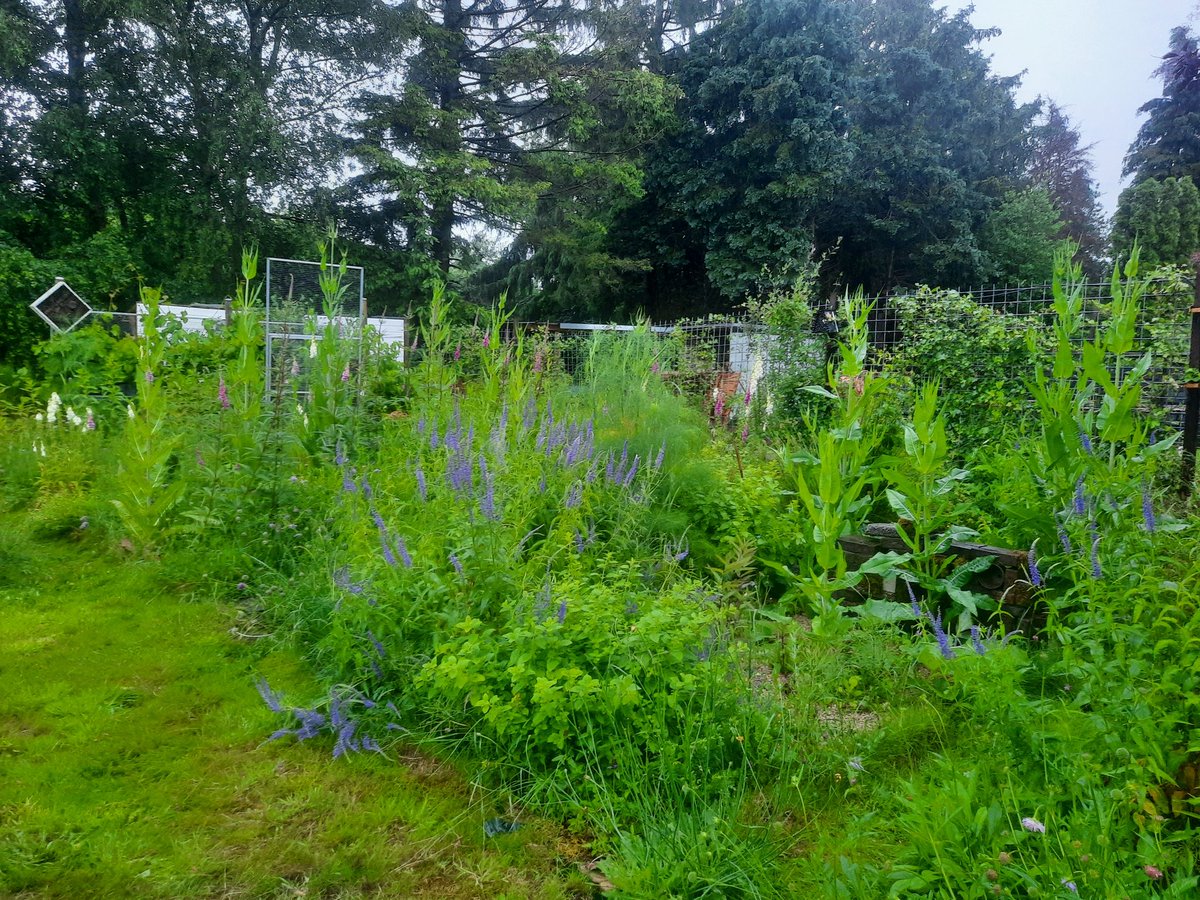 LadyUiterweerd's tweet photo. De tuin in de regen: dan ben je blij dat je op zandgrond zit. 🌧🌧🌧 De beginnende kruiden legerkist op een kier gezet en ook de andere gezaaide mediterraanse kruiden in de kas gezet. Die lijkt nu een fijne oase in dit koude natte herfst weer. 😬 https://t.co/dgjpHJ8lf1