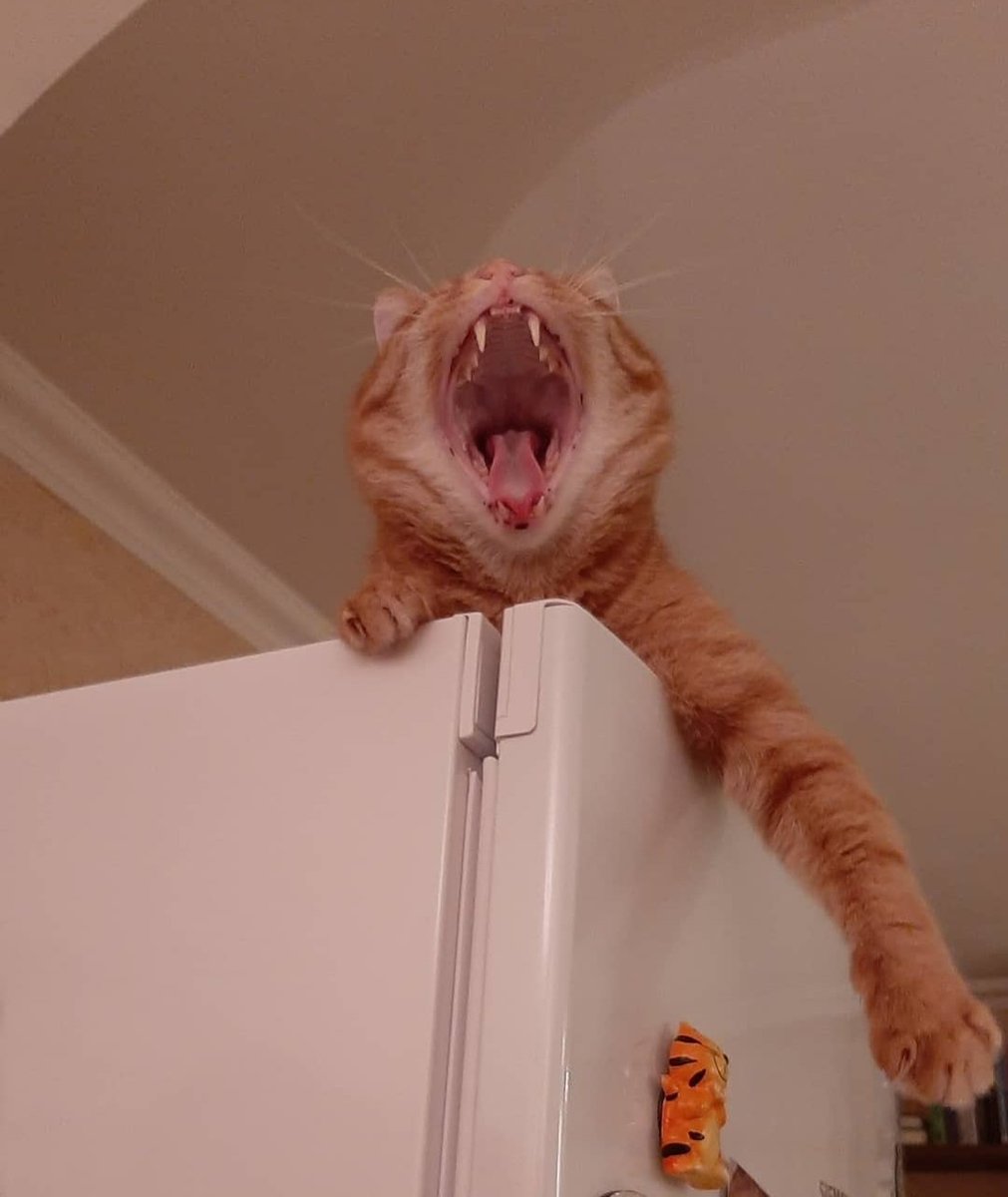 Созвездие Кошки tweet media