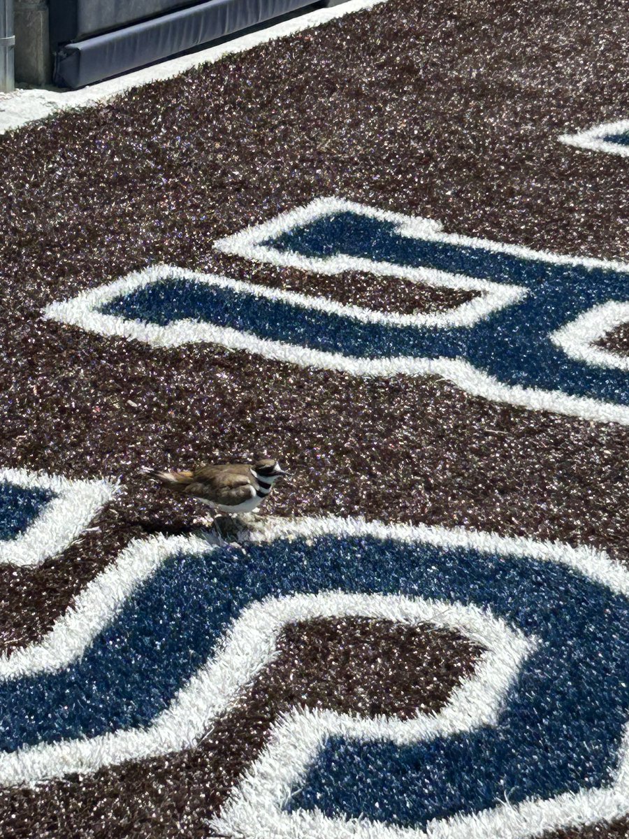 First Geese…… now another bird.  Nature loves are campus 💕🧡💙
