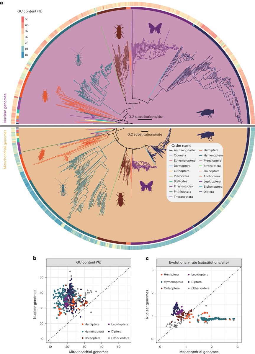🧬Jacob L Steenwyk (@jlsteenwyk) on Twitter photo #Evolutionary rate covariation of #mitochondrial and #nuclear genes in 472 #insects uncovers coevolution between the two #genomes and facilitates identifying a novel longevity #gene w/ oxidative phosphorylation activity. Out in <a href="/NatureAging/">Nature Aging</a>!
🦋🐜🪳🕷️🐝🪲🐞
#Science #Biology #Bio #Evolutionary rate covariation of #mitochondrial and #nuclear genes in 472 #insects uncovers coevolution between the two #genomes and facilitates identifying a novel longevity #gene w/ oxidative phosphorylation activity. Out in <a href="/NatureAging/">Nature Aging</a>!
🦋🐜🪳🕷️🐝🪲🐞
#Science #Biology #Bio