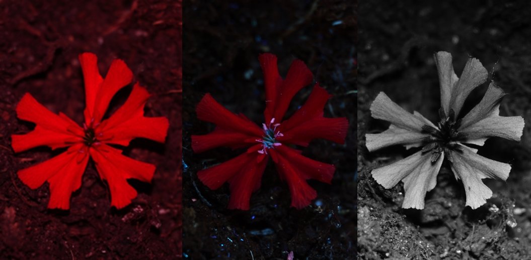 Colour, UVIVF and UV photo of Lychnis chalcedonica. What the bees see from UV induced visible fluorescence is not different from what we see: approximately nothing.