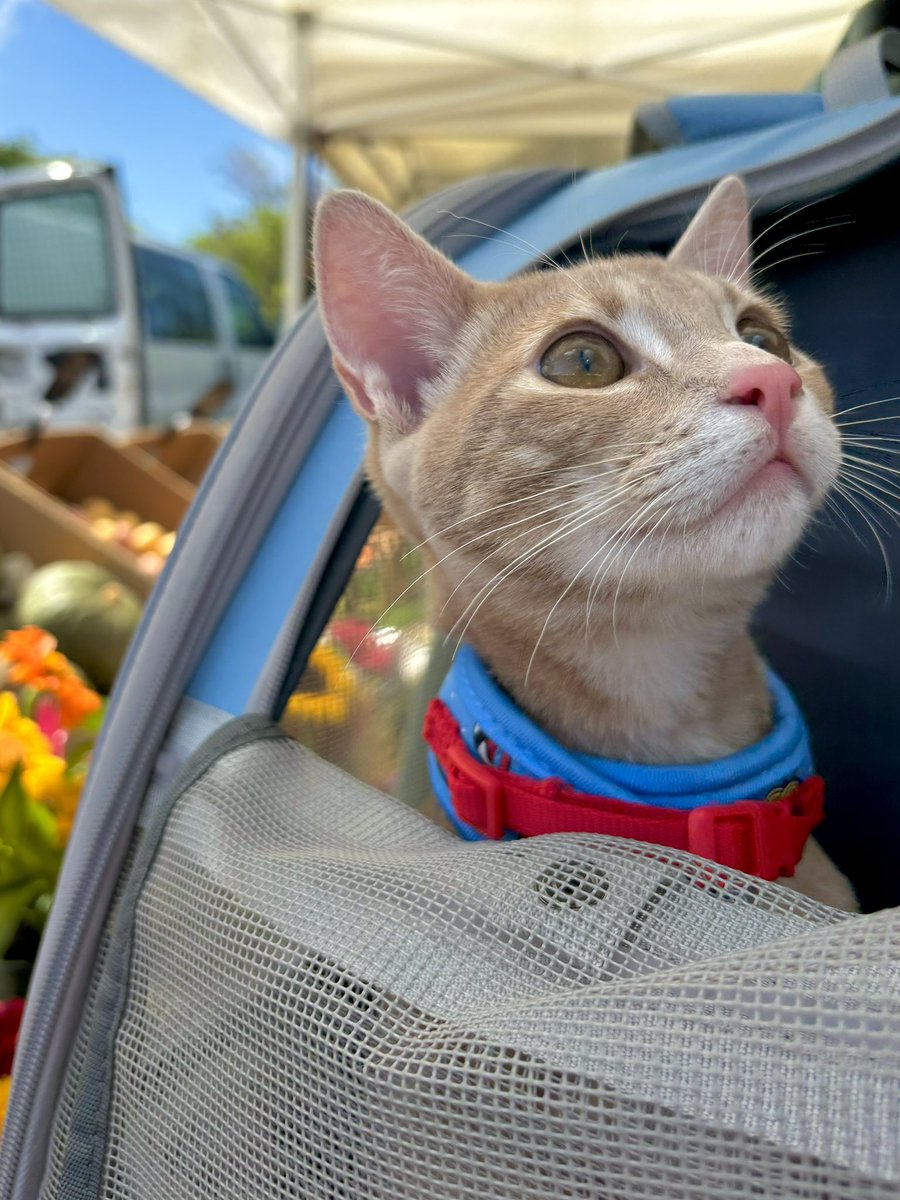 Timeline cleanse: our handsome boi Milo, enjoying an outing at the farmers market. Happy Aloha Monday! 🤎