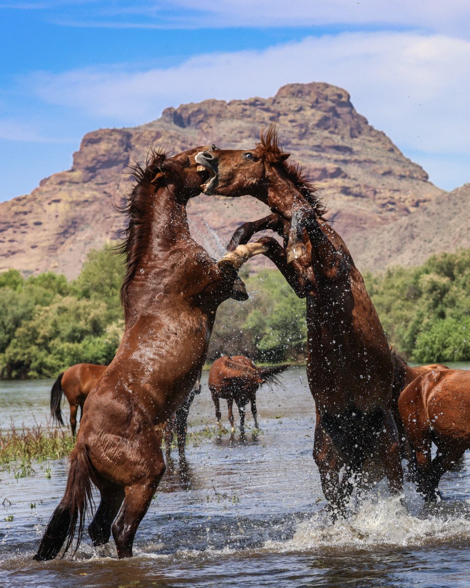ABC15 Arizona tweet media